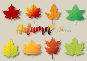 Variety type and colors of maple leaves with lettering on lights brown background. vector