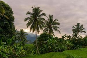 street view in green rice fields and coconut trees photo