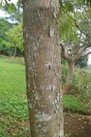 texture of a young durian tree trunk in the middle of a grassy garden photo