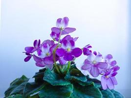 la violeta es una flor casera en una maceta foto