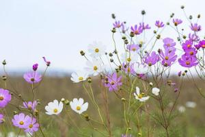 Pink and white cosmos flowers photo