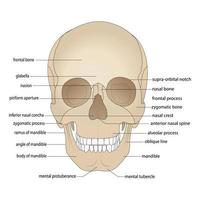 Skull bones, head bones, skull. Borders of the facial skeleton, viscerocranium. Nasal cavity, anterior nasal cavity, eye socket. Front View.. vector