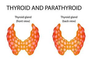 anatomía de la tiroides, incluida la garganta, la glándula protectora y la tráquea. vector