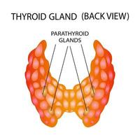 Front view of the thyroid gland on a white background. Human body organs anatomy icon. Thyroid diagram sign. Medical concept. Isolated vector illustration.