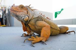 Iguana macho joven de color foto