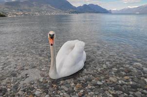 noble cisne blanco foto