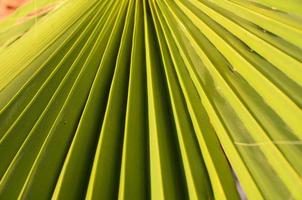 Textures Of Green Palm Leaves photo