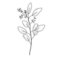 Eucaliptus branch line art drawing. Vector illustration with leaves isolated on white background. Botanical plant