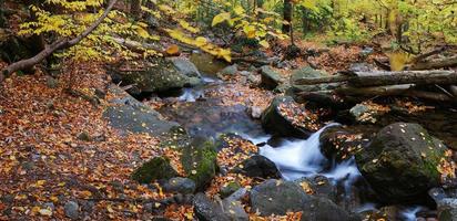 Autumn creek closeup panorama photo