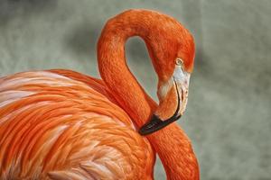 Flamingo portrait showing peak, eye and neck