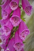 Planta dedalera común púrpura digitalis purpurea alba creciendo a principios de verano en West Sussex, Inglaterra foto