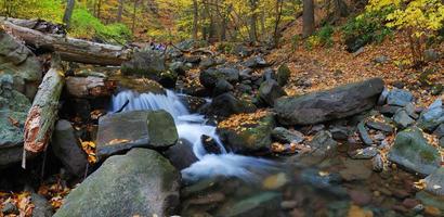 Autumn creek in forest photo