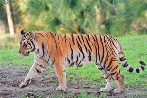 Tiger on grass photo