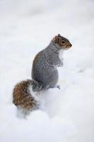 Squirrel with snow in winter photo