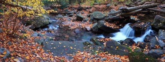 creek foliage panorama photo