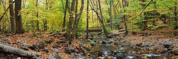 Autumn forest wood bridge panorama over creek photo