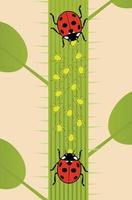 Aphids and Ladybugs vector