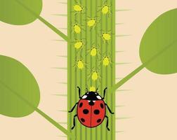 Aphids and Ladybugs vector