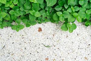 White small stone and green leaves. Decorative white stones to decorate flower beds in the park or in the yard. photo