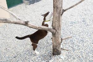 el gato está estirando las piernas contra el árbol. foto