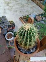 vista superior de pequeños cactus en maceta dispuestos frente a la casa foto