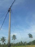 power pole with a swarm of spiders photo