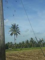 Cobwebs of spiders on a power pole photo