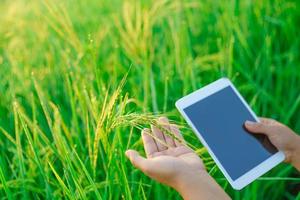 gavillas de arroz en manos de una agricultora, una agricultora agrónoma con una tableta digital, gotas de rocío en un grano de arroz en un campo por la mañana. enfoque suave. foto