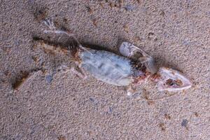 dead lizard body being eaten by a group of red ants, Lizards are swarmed by ants On cement. photo