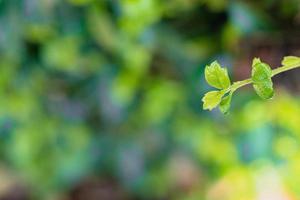 vista de la naturaleza de la hoja verde sobre fondo verde borroso en el jardín con espacio de copia foto