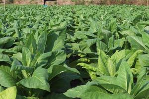 Blooming tobacco plants with leaves. Green leaf tobacco. Tobacco big leaf crops growing in tobacco field. photo