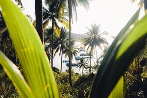 coconut trees on tropical island in summer photo