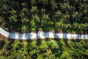 Coconut trees on the island and the sea on a summer morning from above. photo