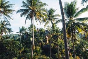 coconut trees on tropical island in summer photo