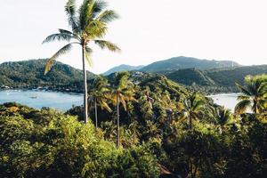 coconut trees on tropical island in summer photo