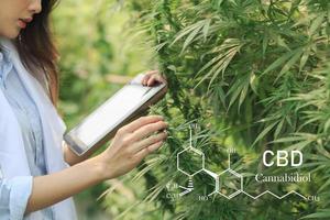 Researchers working in a hemp field, they are checking plants. cannabinoids in marijuana CBD elements. photo