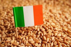 granos de trigo con bandera irlandesa, exportación comercial y concepto económico. foto