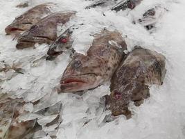 Fresh fishes on ice in market photo