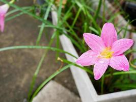 pink color rain lily flower photo