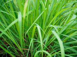 Lemon grass plant green leaf background photo