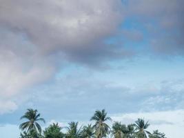 palmeras de coco y cielo de nubes con espacio de copia foto