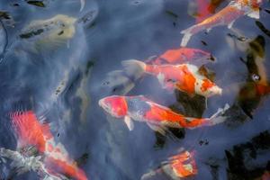 beautiful koi fish in pond photo