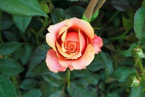 hermosas rosas en el jardín foto