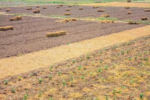 agricultural field background photo