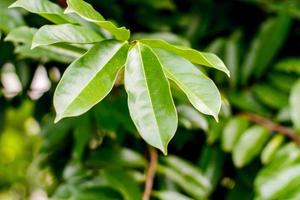 green leaf background photo