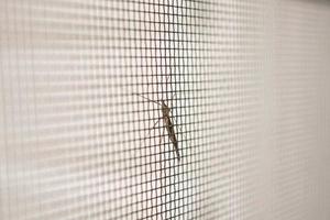 pantalla de alambre de mosquitera en la protección de la ventana de la casa contra insectos foto