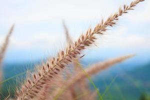 Grass flower close up photo