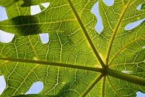 cerrar las hojas verdes del árbol de papaya foto