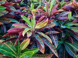 Colorful Croton Leaves Background photo