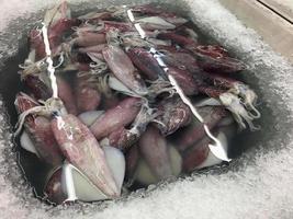 Fresh Squid on ice photo